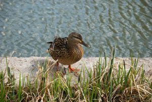 Duck Bird Animal Waterfowl Avian  - oleg_mit / Pixabay
