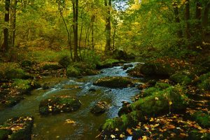 Nature Creek Landscape Flowing  - jggrz / Pixabay