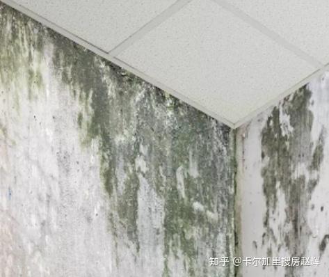 地下室霉菌问题